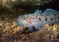 Leopard spotted goby. North Wales.
60mm. by Derek Haslam 